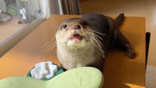 今までで一番難しい知育玩具を力で解決しようとするカワウソと猫Otter and cat trying to solve the most difficult educational toy ever