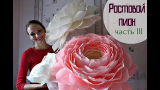Огромный ростовой пион (часть 3)