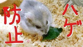ハムスターがハゲない秘訣を教えます！！