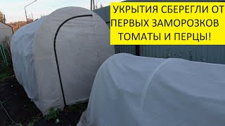 ПЕРВЫЕ ЗАМОРОЗКИ ТОМАТЫ И ПЕРЦЫ ПЕРЕЖИЛИ! 