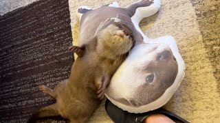 自分自身を抱き抱えてご満悦なカワウソ A happy otter holding himself in his arms.