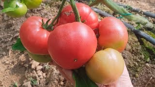 Четыре новых перспективных гибрида розовых томатов (27-05-2018)