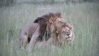 Shocking Photos! 2 Gay Male Lions Caught Making Love