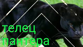Гороскоп " Диких кошек "
