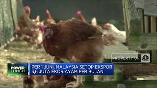 Malaysia Setop Ekspor Ayam Imbas Krisis Pangan