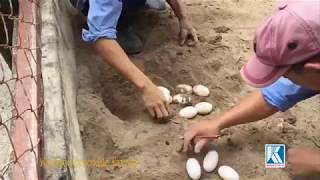 Cận cảnh thu hoạch trứng cá sấu tại trại chăn nuôi cá sấu Khatoco