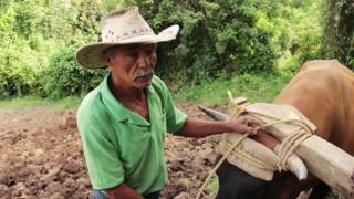 Cosecha Hoy 115-02 Los bueyes, Las Piedras