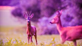 Detox Your Mind | Positive Energy Music 432Hz | Deep Healing Miracle Tone | Mindfulness Meditation