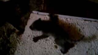 racoons , baby coons , small critters , wild animals