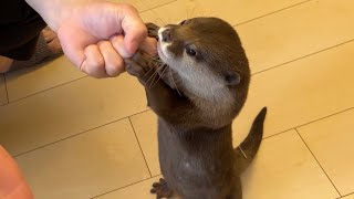 カワウソにマジックを見せつけた結果、戸惑い始めて…？ After showing a magic trick to an otter, she starts to get confused...?