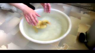 Утенок принимает "ванну" Duck taking a bath