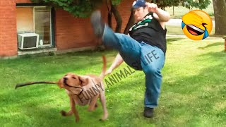 Best Funny Animal Videos 2022 - Funniest Dogs And Cats Videos ????