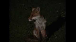Red Fox Sounds