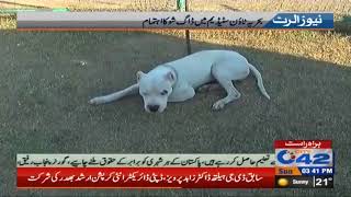 Dog show arranged in Bahria Town Stadium