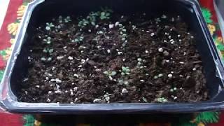 КАЛИБРАХОА ИЗ СВОИХ СЕМЯН. РАССАДЕ 1 МЕСЯЦ. СЕЗОН 2019.