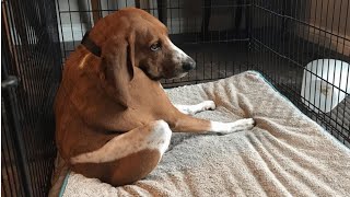 Family adopts short-spine dog with unusual condition