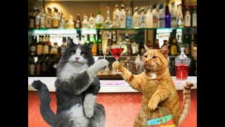 Анекдот от кота Миши про дворника