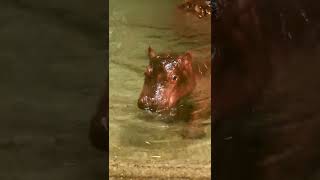 Hippo Calf Baby is a Boy - Cincinnati Zoo #shorts