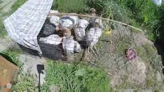 Доработка кормушки для цыплят.  Improving the bird feeder