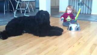 Calm Black Russian Terrier