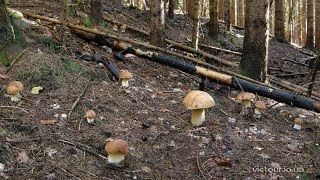 Справжні гриби Карпат