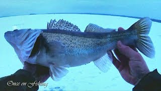 Однажды на рыбалке 1. Щука, Судак на Ставки и под Лещ зимой. Pike, courts and bream.