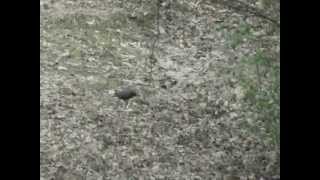 Špaček Obecný(Sturnus vulgaris)