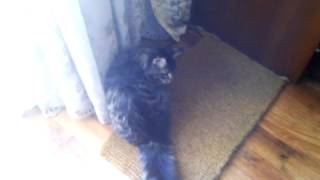 Maine coon  Chee