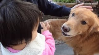 赤ちゃんの気を引きたいゴールデンレトリバーたち