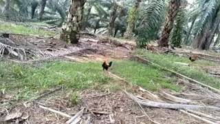 (Kompilasi) Ayam hutan berkelakuan pelik/aneh..