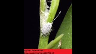 Первая помощь орхидеи от мучнистого червеца mealybug