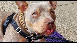 This pit bull couldn't walk. See his transformation after adoption