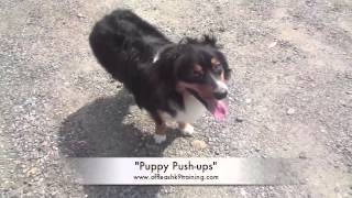 1.5 Year Old Aussie "Oso:" Before/After Video - Australian Shepherd Training