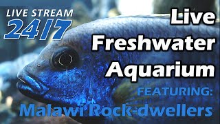 Live Freshwater Aquarium Featuring Rock-Dwelling African Cichlids - in HD 24/7/365