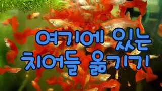 알풀들이 바글거리는 곳에서 치어 이동하기  aquarium Healing
