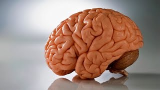 ХОТИРАНИ КУЧАЙТИРУВЧИ КОИДАЛАР / УЗБЕК ТИЛИДА