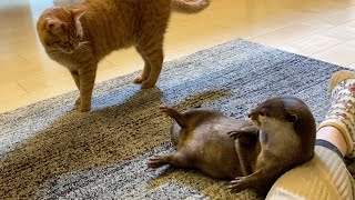カワウソと猫でかくれんぼと鬼ごっこ！ Otter and cat playing hide and seek and tag!