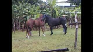 horse meeting going dangerous