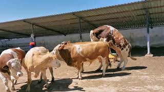 Bulls & Cows Best Farming - New Bulls Meet Cows First Time #17