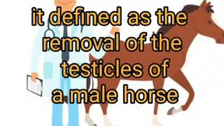 Castration in Horse | Dr.Moiz Siddiqui