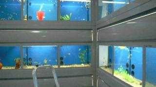 Ενυδρεία και ψάρια στο Bluefish aquariums&pets