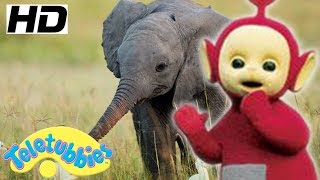 ★Teletubbies English Episodes★ Baby Elephant ★ Full Episode - HD (S12E19)