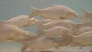 【バス釣り水中動画】鯉の群れ
