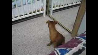 Hey, there's a Min Pin in the closet!