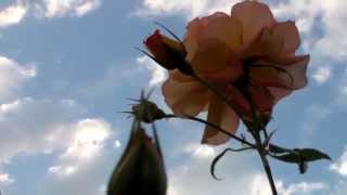 5. Sahara.Modern Shrub