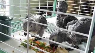 Grazing Baby Greys