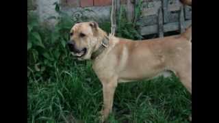 Qat  e Alis   DUJAK
