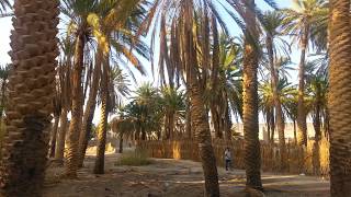 An old Dates garden in Al Qurayyat, KSA.