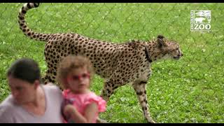 Kroger Cheetah Encounter Highlights 2022 - Cincinnati Zoo
