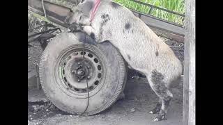 Horny Pig Smashes A Tire